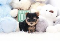 Yorkshire Terrier Puppies for sale in Cheyenne, WY, USA. price: NA