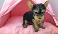 Yorkshire Terrier Puppies for sale in Warren, MI, USA. price: NA