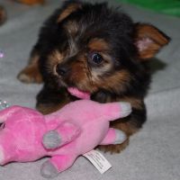 Yorkshire Terrier Puppies for sale in Mound, MN 55364, USA. price: NA