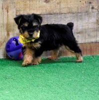 Yorkshire Terrier Puppies for sale in Raleigh, NC 27676, USA. price: NA