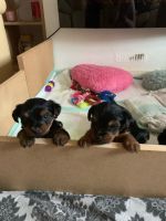 Yorkshire Terrier Puppies for sale in Falls Church, VA, USA. price: NA