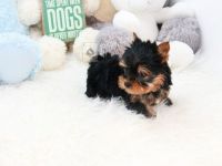 Yorkshire Terrier Puppies for sale in Yazoo City, MS 39194, USA. price: NA