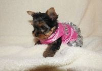 Yorkshire Terrier Puppies for sale in West Lafayette, IN, USA. price: NA