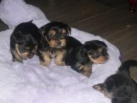 Yorkshire Terrier Puppies for sale in Bakersfield, CA, USA. price: NA