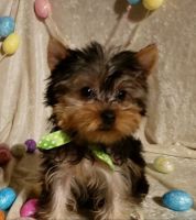 Yorkshire Terrier Puppies for sale in Barnett, MO 65011, USA. price: NA