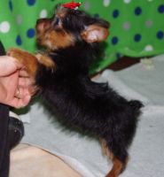 Yorkshire Terrier Puppies for sale in Ascutney St, Windsor, VT 05089, USA. price: NA