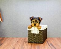 Yorkshire Terrier Puppies for sale in Colorado Springs, CO 80901, USA. price: NA