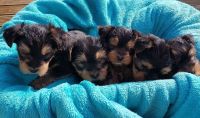 Yorkshire Terrier Puppies for sale in Falls Church, VA, USA. price: NA