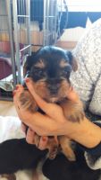 Yorkshire Terrier Puppies for sale in Los Andes St, Lake Forest, CA 92630, USA. price: NA