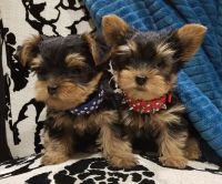 Yorkshire Terrier Puppies for sale in 06339 37th St, Gobles, MI 49055, USA. price: NA