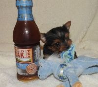 Yorkshire Terrier Puppies for sale in Idaho Falls, ID 83402, USA. price: NA