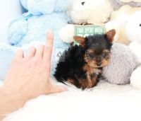 Yorkshire Terrier Puppies for sale in Lincoln, NE, USA. price: NA