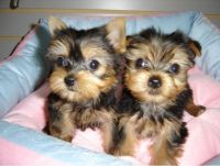 Yorkshire Terrier Puppies for sale in Carrollton, TX, USA. price: NA