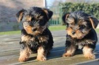Yorkshire Terrier Puppies for sale in Los Angeles, CA 90027, USA. price: NA