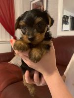 Yorkshire Terrier Puppies for sale in IL-59, Antioch, IL, USA. price: NA