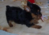 Yorkshire Terrier Puppies for sale in Galliano, LA 70354, USA. price: NA
