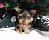 Yorkshire Terrier Puppies for sale in Manilla, IN 46150, USA. price: NA