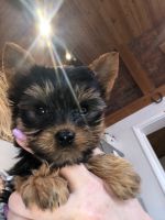 Yorkshire Terrier Puppies for sale in Blue Bell, PA, USA. price: NA