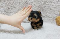 Yorkshire Terrier Puppies for sale in Albuquerque, NM 87101, USA. price: NA