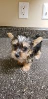 Yorkshire Terrier Puppies for sale in 2300 Briarwest Blvd, Houston, TX 77077, USA. price: NA