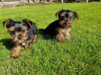 Yorkshire Terrier Puppies for sale in Douglasville, GA 30134, USA. price: NA