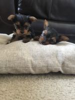 Yorkshire Terrier Puppies for sale in Montgomery, IL, USA. price: NA