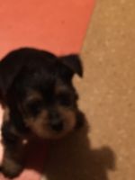 Yorkshire Terrier Puppies for sale in Hephzibah, GA 30815, USA. price: NA