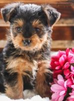 Yorkshire Terrier Puppies for sale in Auburn, MA, USA. price: NA