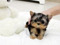 Yorkshire Terrier Puppies for sale in Fremont, NE 68025, USA. price: NA