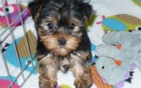 Yorkshire Terrier Puppies for sale in Birmingham, AL 35238, USA. price: NA