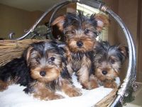 Yorkshire Terrier Puppies for sale in Fairhope, AL 36532, USA. price: NA