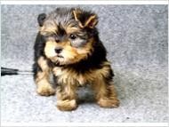 Yorkshire Terrier Puppies for sale in S Vernal Ave, Vernal, UT 84078, USA. price: NA