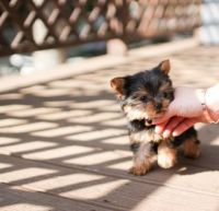 Yorkshire Terrier Puppies for sale in Birmingham, AL, USA. price: NA