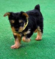 Yorkshire Terrier Puppies for sale in Downey, CA, USA. price: NA