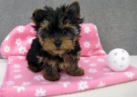 Yorkshire Terrier Puppies for sale in Portland, OR, USA. price: NA
