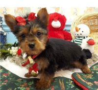 Yorkshire Terrier Puppies for sale in Tampa, FL, USA. price: NA