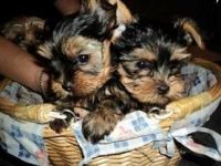Yorkshire Terrier Puppies for sale in Victoria, TX, USA. price: NA