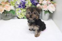 Yorkshire Terrier Puppies for sale in Las Vegas, NV 89178, USA. price: NA