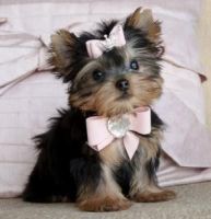 Yorkshire Terrier Puppies for sale in 1500 South, US-91, Logan, UT 84321, USA. price: NA