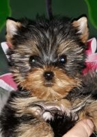Yorkshire Terrier Puppies for sale in Fremont, NE 68025, USA. price: NA