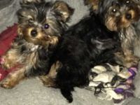 Yorkshire Terrier Puppies for sale in Jacksonville, FL 32226, USA. price: NA