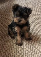 Yorkshire Terrier Puppies for sale in Alaska State Capitol, Juneau, AK 99801, USA. price: NA