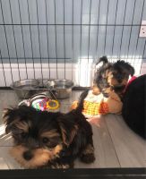 Yorkshire Terrier Puppies for sale in Honolulu, HI, USA. price: NA
