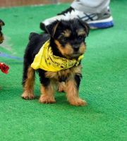 Yorkshire Terrier Puppies for sale in Tallahassee, FL, USA. price: NA