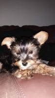 Yorkshire Terrier Puppies for sale in GRYMR-DEVNDLE, KY 40222, USA. price: NA