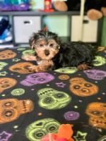 Yorkshire Terrier Puppies for sale in Manchester, VT 05254, USA. price: NA