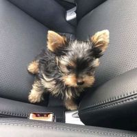 Yorkshire Terrier Puppies for sale in North Carolina Central University, Durham, NC, USA. price: NA