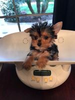 Yorkshire Terrier Puppies for sale in Minneapolis, MN, USA. price: NA