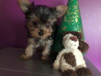 Yorkshire Terrier Puppies for sale in Calabasas, CA, USA. price: NA