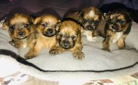 Yorkshire Terrier Puppies for sale in Victoria, TX, USA. price: NA